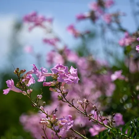 Marianthy Kefalonia 빌라 *